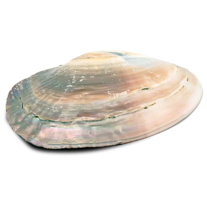 Perleťová mušle 15cm, s perlou